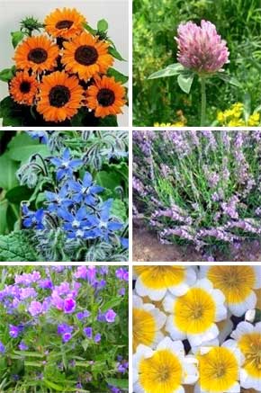 Seeds for bees
